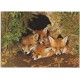 Fox family - Revefamilie - Postkort