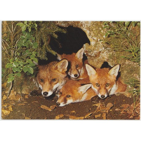 Fox family - Revefamilie - Postkort