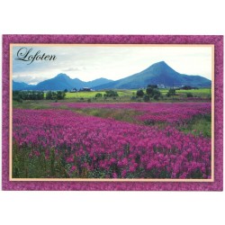 Lofoten - Stort felt med blomstrende geitrams Postkort