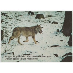 Varg i Sverige - Svenska Naturskyddsföreningen - Postkort