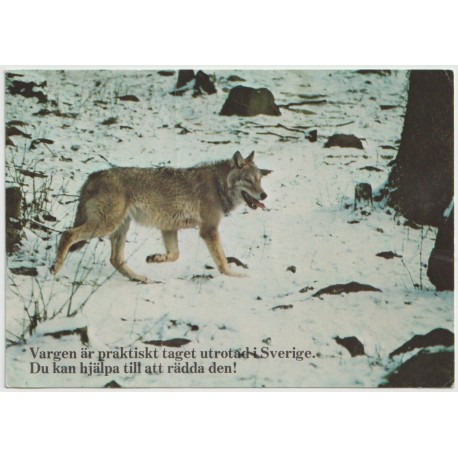 Varg i Sverige - Svenska Naturskyddsföreningen - Postkort