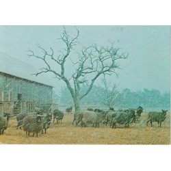 Lam i vårvintern - Postkort