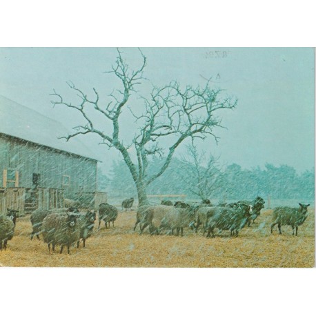 Lam i vårvintern - Postkort