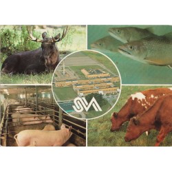 Uppsala - Statens Veterinärmedicinska Anstalt SVA - Sverige - Postkort