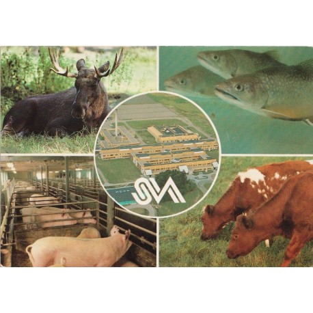 Uppsala - Statens Veterinärmedicinska Anstalt SVA - Sverige - Postkort