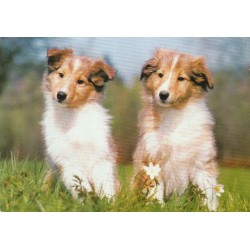 Collie - To flotte hunder med blomster - Postkort