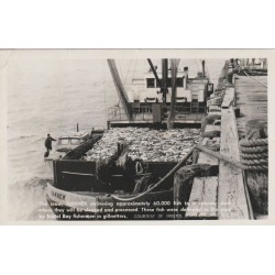 Naknek - Scow - Apx. 60 000 fish - Postkort