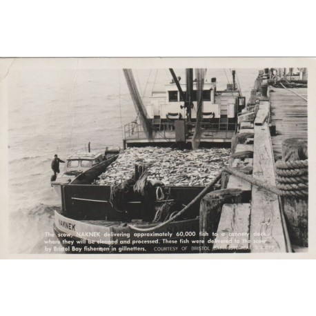 Naknek - Scow - Apx. 60 000 fish - Postkort