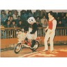 Panda Jiao Jiao on the Motorcycle - Postkort