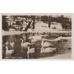 Uddevalla - Fågelliv i Bäveån - Sverige - Postkort