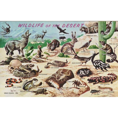 Wild Life of the Desert - Postkort
