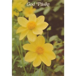 God Påske - Dahlia - Georginer - Postkort