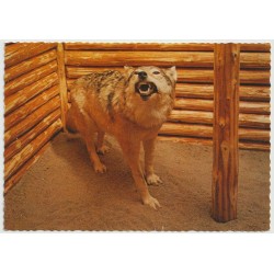 Ulv i i ulvestue - Skutt i Stor-Elvdal 1964 - Postkort