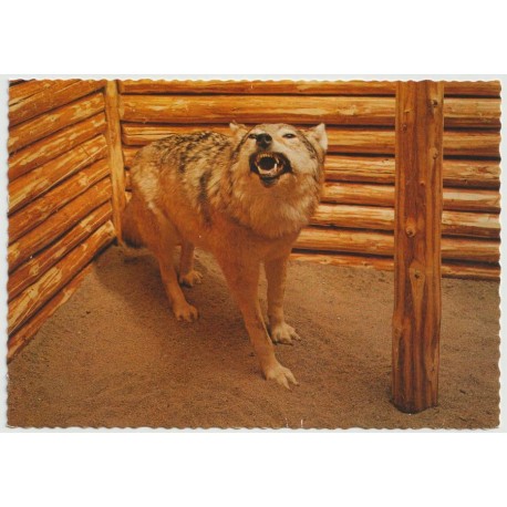 Ulv i i ulvestue - Skutt i Stor-Elvdal 1964 - Postkort