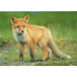 Rødrev - Dyr - Postkort