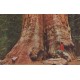 Base of General Grant tree - Kings Canyon National Park - USA - Postkort