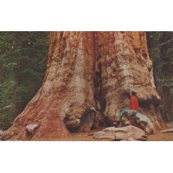 Base of General Grant tree - Kings Canyon National Park - USA - Postkort