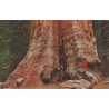 Base of General Grant tree - Kings Canyon National Park - USA - Postkort