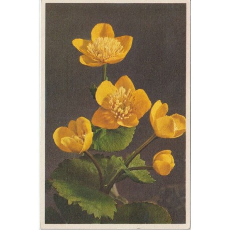 Caltha palustris - Marsh Marigold - Postkort