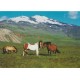 Horses near Snæfellsjökull - Island - Postkort