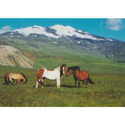 Horses near Snæfellsjökull - Island - Postkort