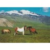 Horses near Snæfellsjökull - Island - Postkort