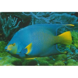 The Queen Angel Fish - Postkort