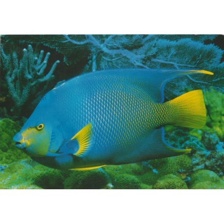 The Queen Angel Fish - Postkort