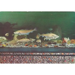 Akvariet i Bergen - Torskefisk og flekksteinbit - Postkort