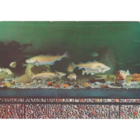Akvariet i Bergen - Torskefisk og flekksteinbit - Postkort