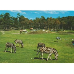 Kristiansand S. Safarium dyrepark - Postkort