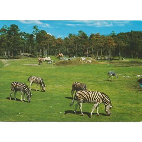 Kristiansand S. Safarium dyrepark - Postkort