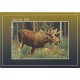 Älg, Elk, Elch, Skogens konnung - Postkort
