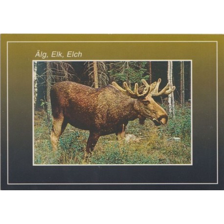 Älg, Elk, Elch, Skogens konnung - Postkort