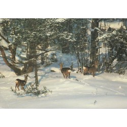 Rådjur - Rådyr - Postkort