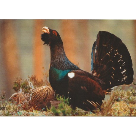 Tiur - Fugler - Postkort