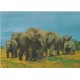 Addo Elephant National Park - South-Africa - Postkort