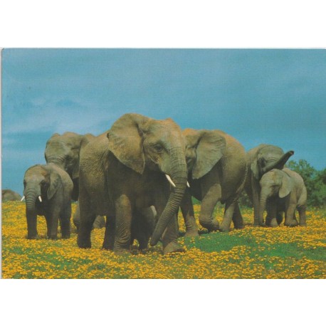 Addo Elephant National Park - South-Africa - Postkort