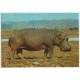 Hippopotamus - Africa - Postkort