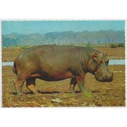 Hippopotamus - Africa - Postkort
