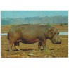 Hippopotamus - Africa - Postkort