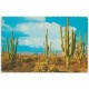 Family Group of Saguaros - Arizona - USA - Postkort
