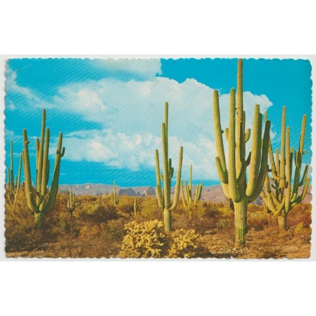 Family Group of Saguaros - Arizona - USA - Postkort