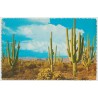 Family Group of Saguaros - Arizona - USA - Postkort