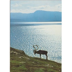 Rein i silhuett - Norge - Stemplet Karasjok - Postkort