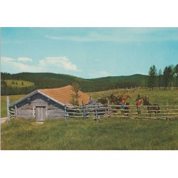 Norge - Fra fjellet - Hester - Postkort