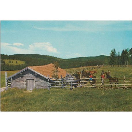 Norge - Fra fjellet - Hester - Postkort