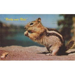Ground Squirrel - Nutty Over Nuts - Postkort