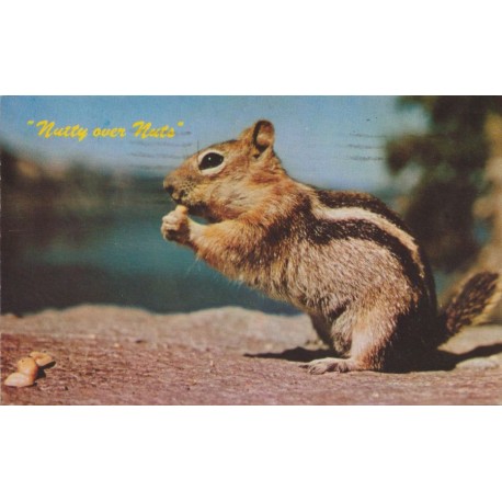 Ground Squirrel - Nutty Over Nuts - Postkort