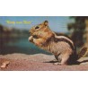 Ground Squirrel - Nutty Over Nuts - Postkort